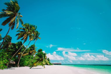 palmiye ağaçları ile tropikal kum plaj