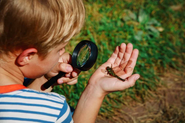 Barn lärande - liten pojke utforska trollslända med förstoringsglas — Stockfoto