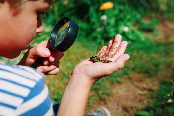 Crianças aprendendo - menino explorando libélula com lupa — Fotografia de Stock