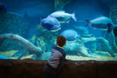 küçük çocuk büyük akvaryum balıkların izlerken