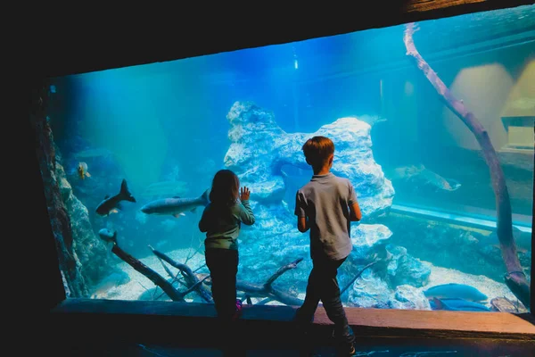 Çocuk-çocuk ve kız-izlerken akvaryumdaki balıklar — Stok fotoğraf