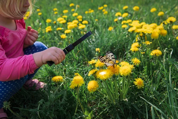 Little girl looking at butterfy, kids learning nature — Stock Photo, Image