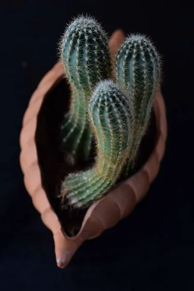 Cactus dans un pot en céramique en forme de coeur . — Photo