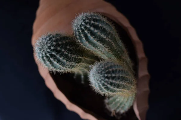 Cactus dans un pot en céramique en forme de coeur . — Photo