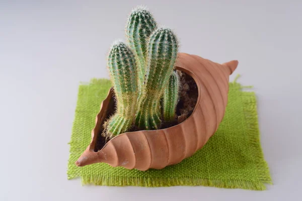 Cactus dans un pot en céramique en forme de coeur . — Photo