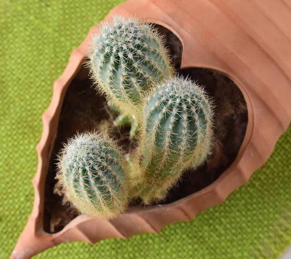 Cactus dans un pot en céramique en forme de coeur . — Photo