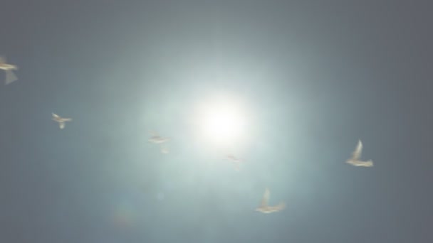 Pájaros volando contra el lazo del sol — Vídeos de Stock