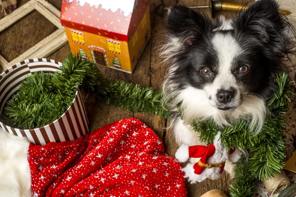 Cão cartões de Natal — Fotografia de Stock