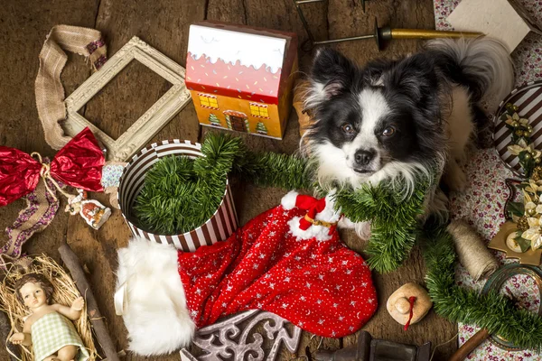 子犬クリスマス カード — ストック写真