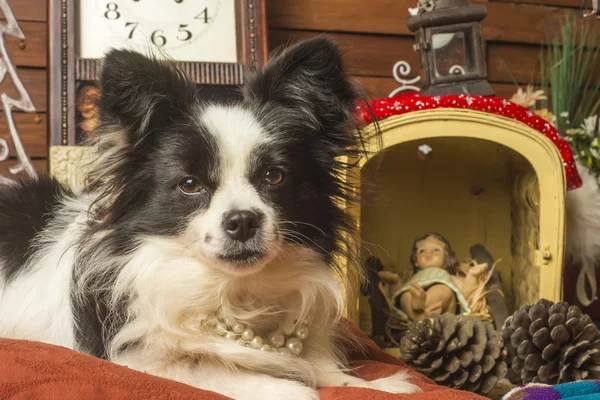 Niedlichen Hund und Kind jeusus — Stockfoto