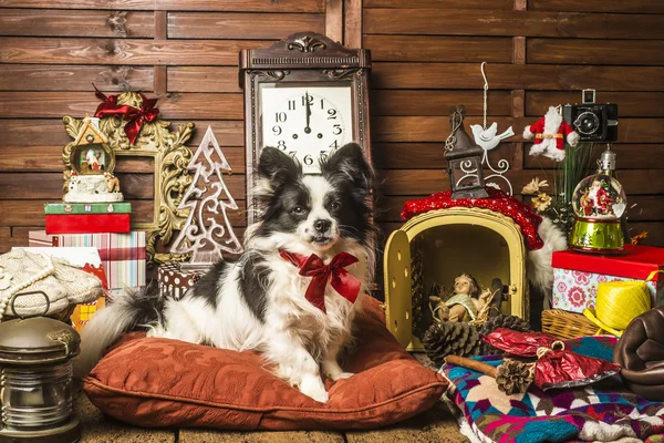 Cão bonito com arco vermelho sentado no travesseiro com presentes de Natal — Fotografia de Stock