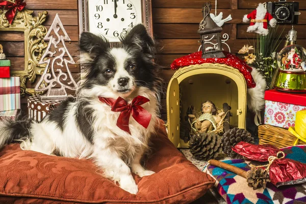 Lindo perro con lazo rojo sentado en la almohada con regalos de Navidad —  Fotos de Stock