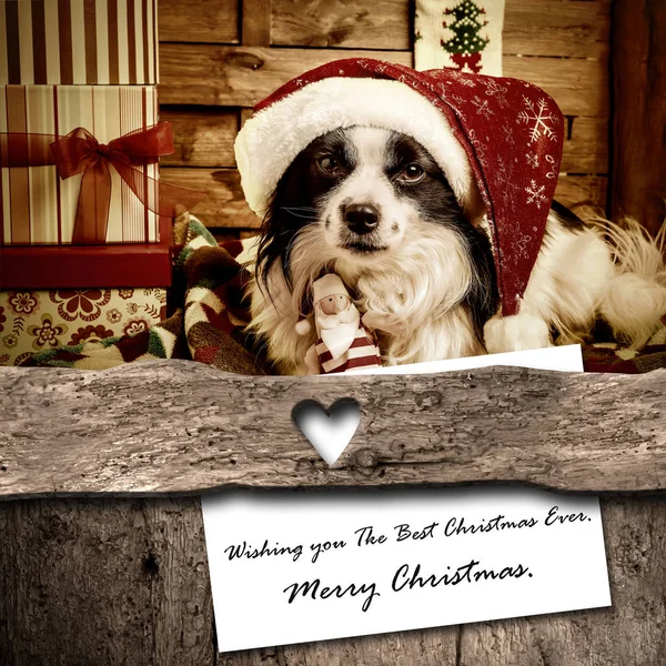 Köpek ve Santa Noel tebrik kartı — Stok fotoğraf