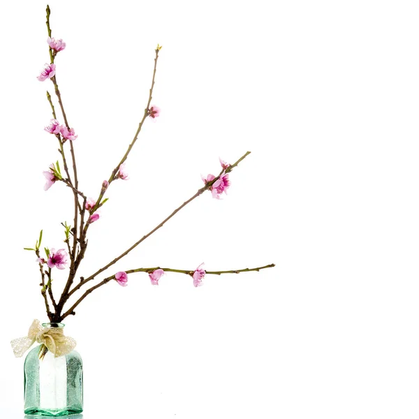 Spring, blooming tree branch isolated — Stock Photo, Image