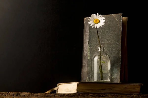 Buku tua dan bunga aster — Stok Foto