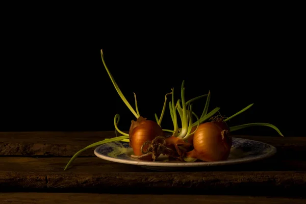 Still life with onions giving shoots — Stock Photo, Image