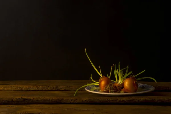 Stilleben med lök ger skott — Stockfoto