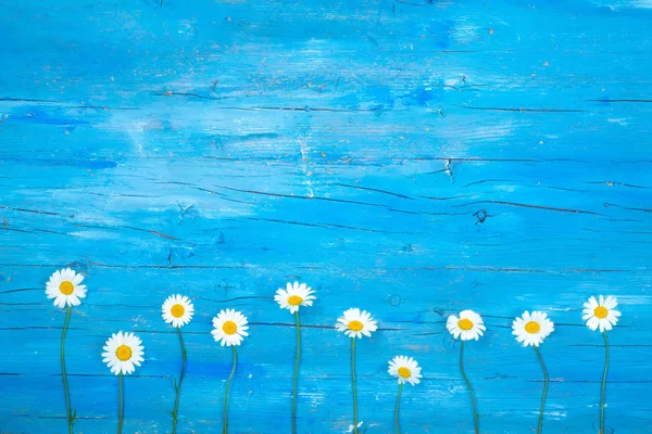 デイジー カモミールの花背景 — ストック写真