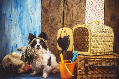 Küçük köpek tatil için hazır