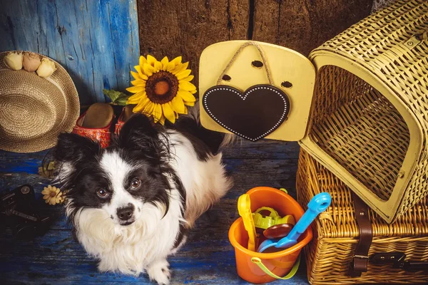 Cão pequeno pronto para férias — Fotografia de Stock