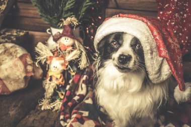 Köpek Santa şapka kartları