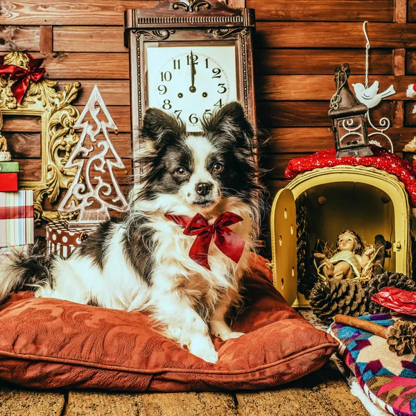 Lindo perro regalos de Navidad —  Fotos de Stock