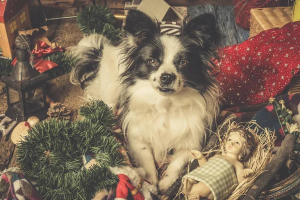 Yılbaşı kartları, yaramaz köpek yavrusu köpek — Stok fotoğraf