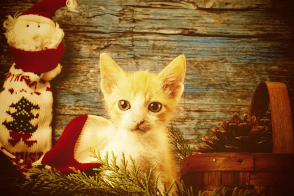 Pequenos cartões de Natal gato . — Fotografia de Stock