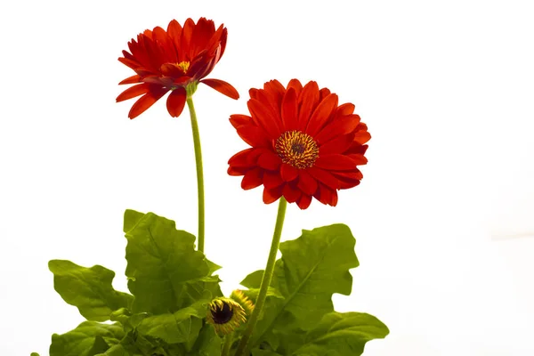 Rote Gerbera Blüten Mit Zwei Blüten Und Blättern Isoliert Auf — Stockfoto
