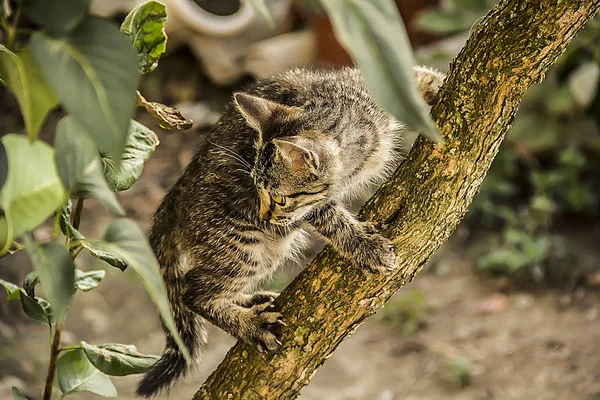 Gato na árvore — Fotografia de Stock