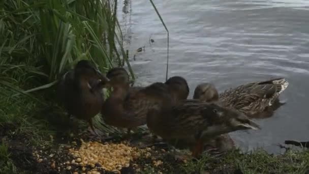 Ducks and ducklings — Stock Video