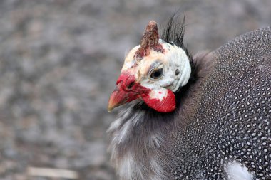 Closeup Gine tavuk