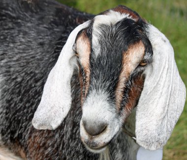 Dostça bir keçi peynir fabrikası'nda closeup
