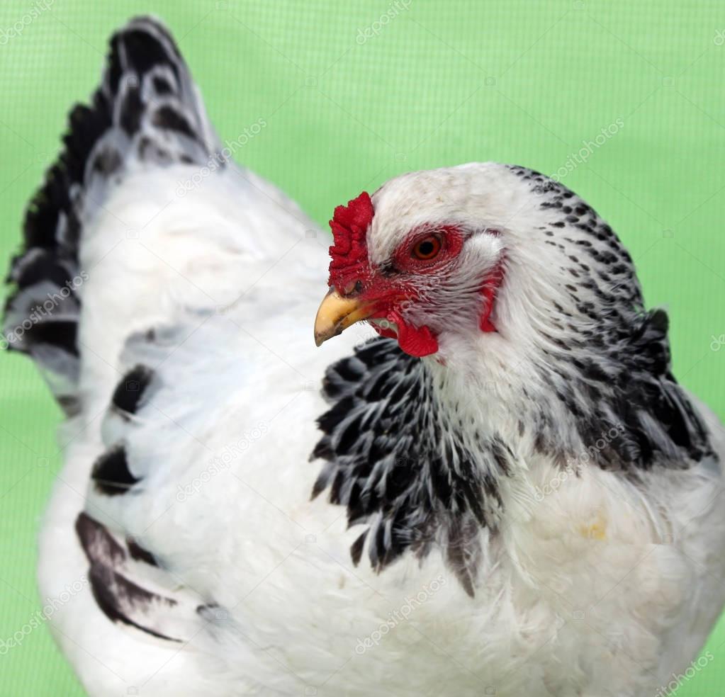 Closeup of a Black and White Hen