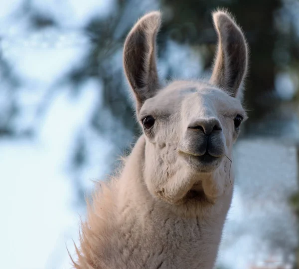 Fechar de uma Alpaca Branca — Fotografia de Stock