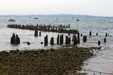 Yosunlu kayalar, ahşap kazıklara Columbia River