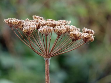 Tohum Pods plajda kafayla çiçek kurutulmuş