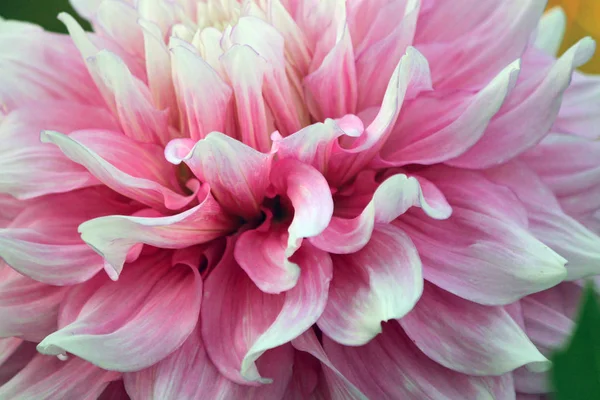 М'які рожева Далія пелюстки — стокове фото