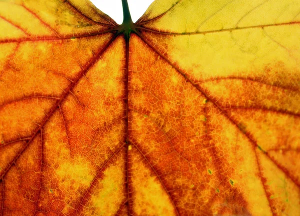 Primo piano di una foglia d'autunno dorata — Foto Stock