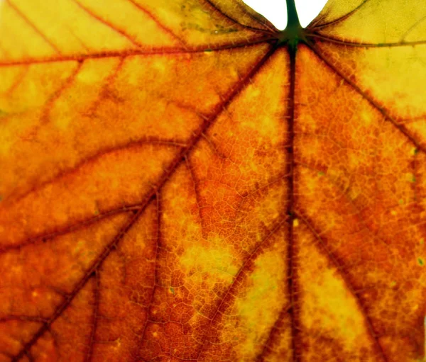 Primer plano de una hoja de otoño de oro — Foto de Stock