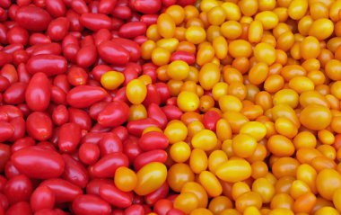 Kırmızı ve sarı Jellybean domates closeup