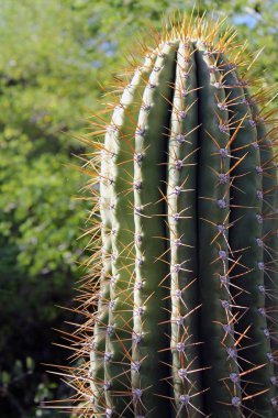 Kaktüsü Sonoran Çölü'nde