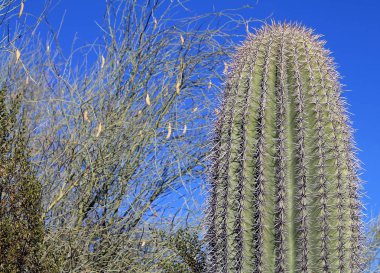 Namlu kaktüs ve parlak mavi gökyüzü karşı mesquite ağacı