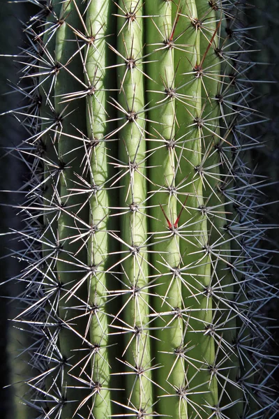 Närbild av en kaktus — Stockfoto