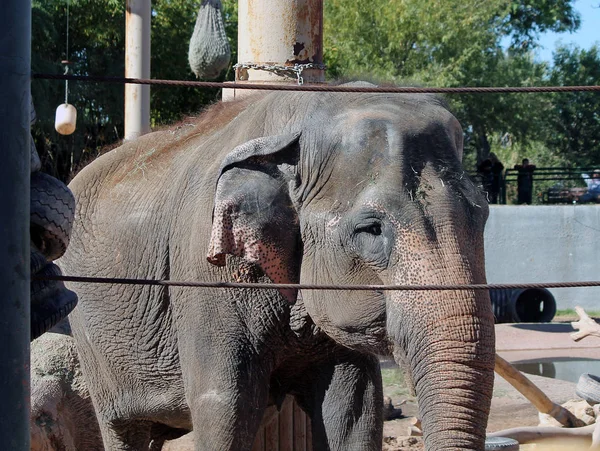 슬픈 표정으로 동물원에 갇힌 코끼리 스톡 사진