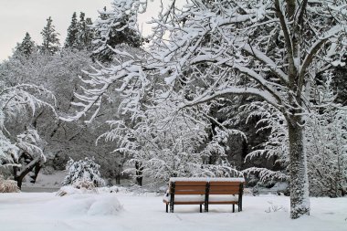 Boş Park bankında karlı kış orman