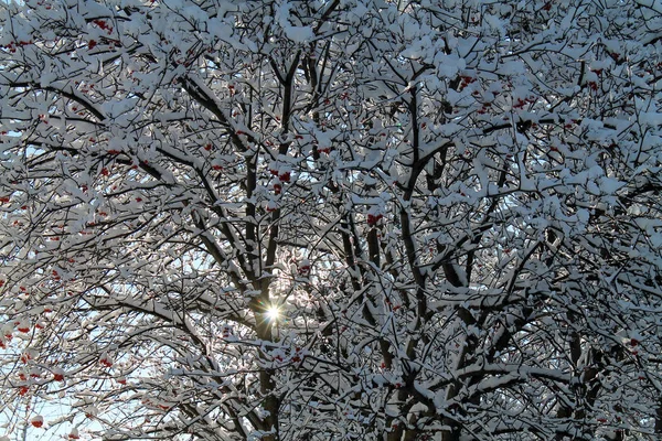 Snow Covered Tree Branches with Red Berries in Winter — Stock Photo, Image