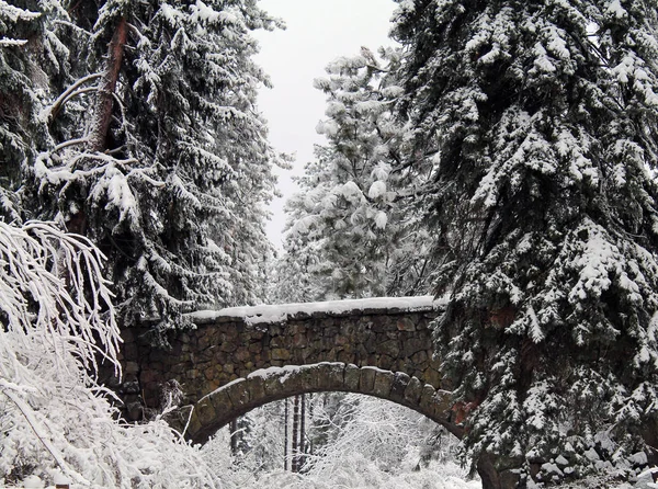 Stone Bridge Surrounded by Snowy Evergreen Trees