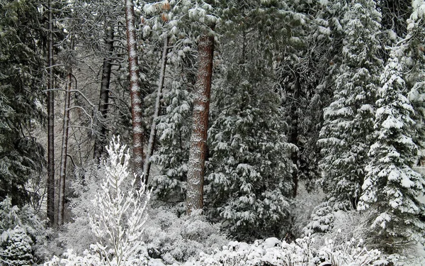 Winter Forest Covered in Snow — Stock Photo, Image