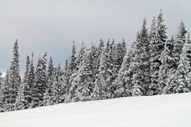 Evergreen Ağaçları Karla Kaplandı